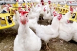 Bird flu latest, Bird flu USA outbreak, bird flu outbreak in the usa triggers doubts, Health