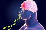 Primary Amoebic Meningoencephalitis, Primary Amoebic Meningoencephalitis breaking, brain eating amoeba in kerala why and how it spreads, Remember