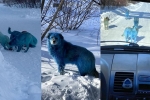 viral, blue dogs, bright blue stray dogs found in russia, Prank viral, blue dogs, bright blue stray dogs found in russia, Prank