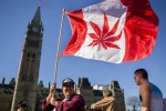 Senate, Recreational Marijuana, canada senate legalizes recreational marijuana, Senate vote Senate, Recreational Marijuana, canada senate legalizes recreational marijuana, Senate vote