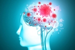 brain organoids, headache, coronavirus is capable of affecting the brain study, Brains