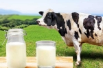 Cow Milk Protein diabetes, Cow Milk Protein updates, can cow milk protein lead to type 1 diabetes, Story