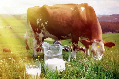 Ten Health Benefits of Consuming Cow Milk Ten Health Benefits of Consuming Cow Milk