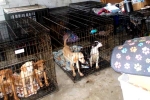 Dog Meat South Korea banned, Dog Meat South Korea breaking updates, consuming dog meat is a right of consumer choice, Dog meat