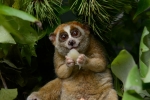 endandgered species, endandgered species, cute but deadly the critically endangered slow lorises, Habitats