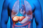 Fatty Liver in Youngsters for health, Fatty Liver in Youngsters tips, why is fatty liver affecting youngsters, Research