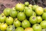 Guava good for health, Guava good for health, who should be careful with guava, Digestive issues Guava good for health, Guava good for health, who should be careful with guava, Digestive issues