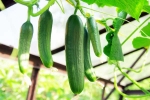 Cucumber hack, Cucumber growth, hack to grow cucumber is going viral for all the right reasons, North carolina Cucumber hack, Cucumber growth, hack to grow cucumber is going viral for all the right reasons, North carolina