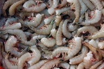 shrimp from Kerala, United States, indian shrimp faces threat of ban in u s, Sea turtles shrimp from Kerala, United States, indian shrimp faces threat of ban in u s, Sea turtles