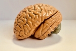 Indians, Indian Brain Atlast, indians have smaller brains a study revealed, Jayanthi sivaswamy