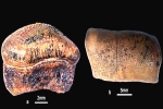 Hybodont Sharks latest, Hybodont Sharks pictures, new species of jurassic age hybodont shark discovered in rajasthan, Shri krishna