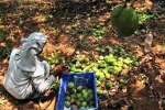 Export, Nipah virus, nipah effect mango growers in karnataka faces tough time in export, Nipah viru