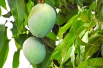 blood sugar, side effect of mango leaves, mango leaves seeds helps in reducing blood sugar and diabetes here s how, Mangoes