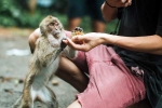 Monkey Bite latest, Monkey Bite breaking news, what to do after a monkey bite, Monkey