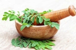Moringa breaking news, Moringa breaking news, is moringa a must have in your diet, Narendra modi