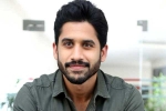 Naga Chaitanya movies, Naga Chaitanya news, naga chaitanya coming up with a strong lineup of films, Naandhi Naga Chaitanya movies, Naga Chaitanya news, naga chaitanya coming up with a strong lineup of films, Naandhi