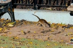 Mayor concern on New York rodents, New York latest trend, must experience trend in new york city, State building