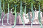 Snake Gourd latest, Snake Gourd new updates, advantages of eating snake gourd, Water