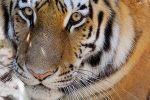 bronx zoo, novel coronavirus, bronx zoo tiger nadia the first animal tested positive for covid 19, Cats bronx zoo, novel coronavirus, bronx zoo tiger nadia the first animal tested positive for covid 19, Cats