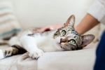 coronavirus, United states, two pet cats in new york test positive for covid 19, Cats coronavirus, United states, two pet cats in new york test positive for covid 19, Cats