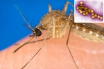 West Nile Virus breaking updates, Russia, russia warns of west nile virus, Autumn