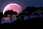 coronavirus, coronavirus, april s super pink moon to rise today biggest of the year, Astronomer