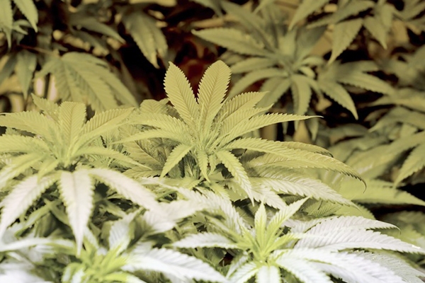 Don’t legalize marijuana in Arizona, urged Colorado mayor