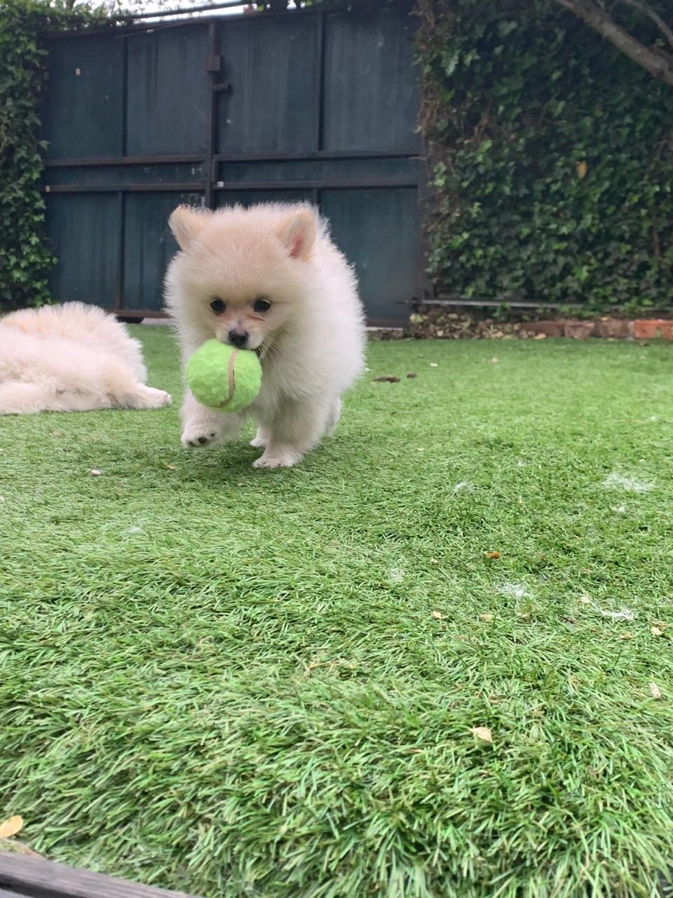 Pomeranian Puppy...