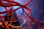 Blood Vessels Stretch, Blood Vessels Stretch news, how far can blood vessels stretch if laid out end to end, Sachin