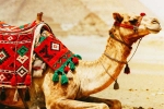 Camel Milk medicine, Camel Milk latest updates, benefits and side effects of camel milk, Stress