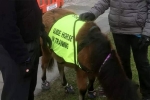 UK, Patel, indian origin man with eye condition to get guide horse in uk, Briton