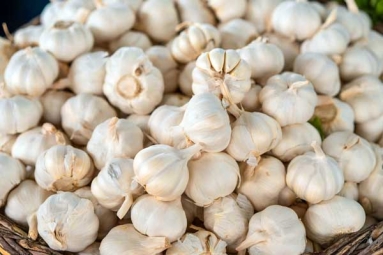 Is Garlic a Mosquito Repellent? Is Garlic a Mosquito Repellent?