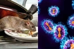 Hantavirus updates, Hantavirus symptoms, is hantavirus mutating to become more contagious, Hantavirus 2026