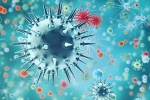 China, pandemic, a new virus discovered in china is another pandemic on the way, Swine flu