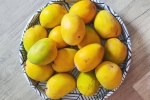 Soak Mangoes latest, Soak Mangoes news, soak mangoes for 30 minutes before eating, Love Soak Mangoes latest, Soak Mangoes news, soak mangoes for 30 minutes before eating, Love