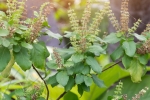 tulsi for skin benefits, how to use tulsi leaves for hair, tulsi for skin how this indian herb helps in making your skin acne free glowing, Hair fall